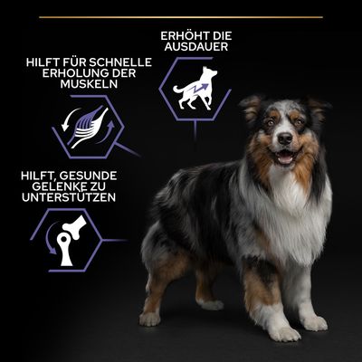 PURINA PRO PLAN All Size Adult Performance