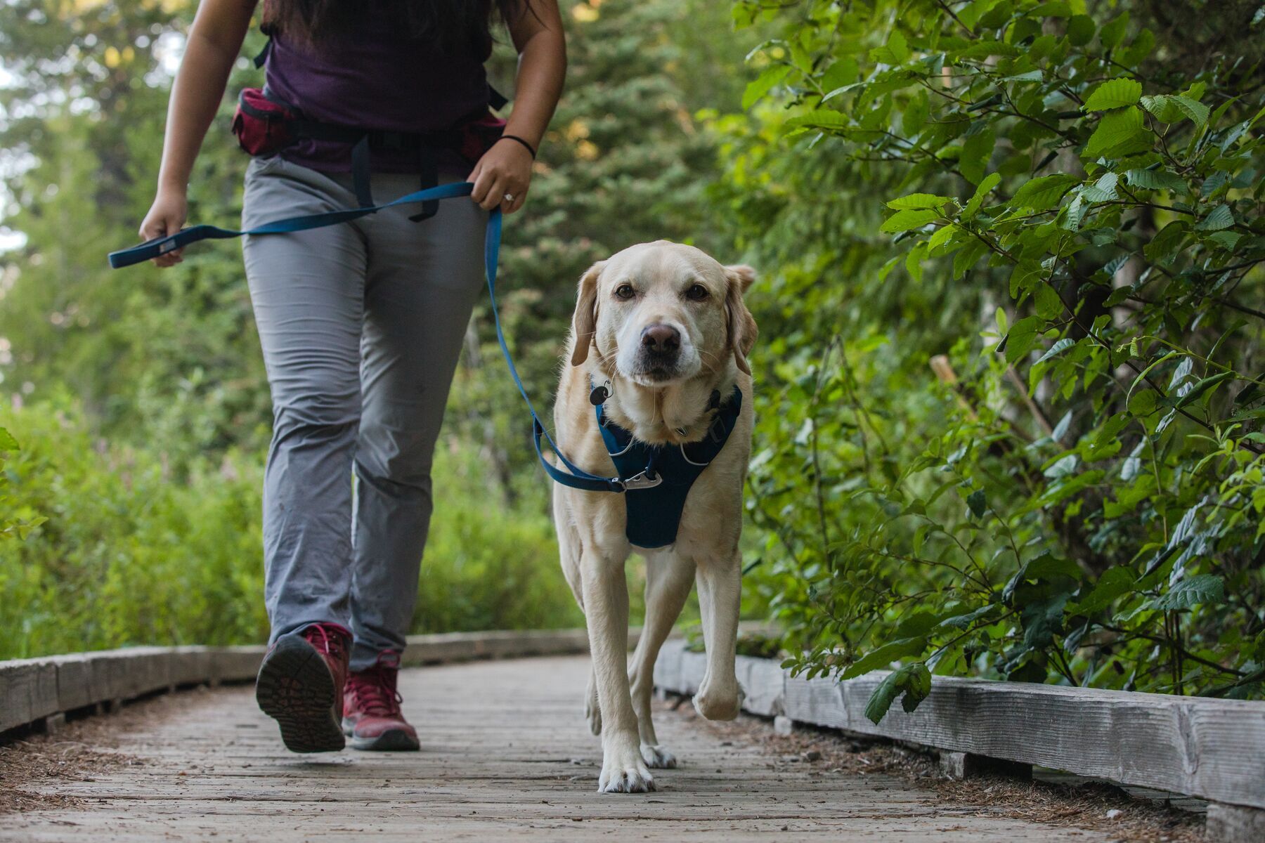 Ruffwear Hundeleinen Ruffwear Front Range™ Leine blau