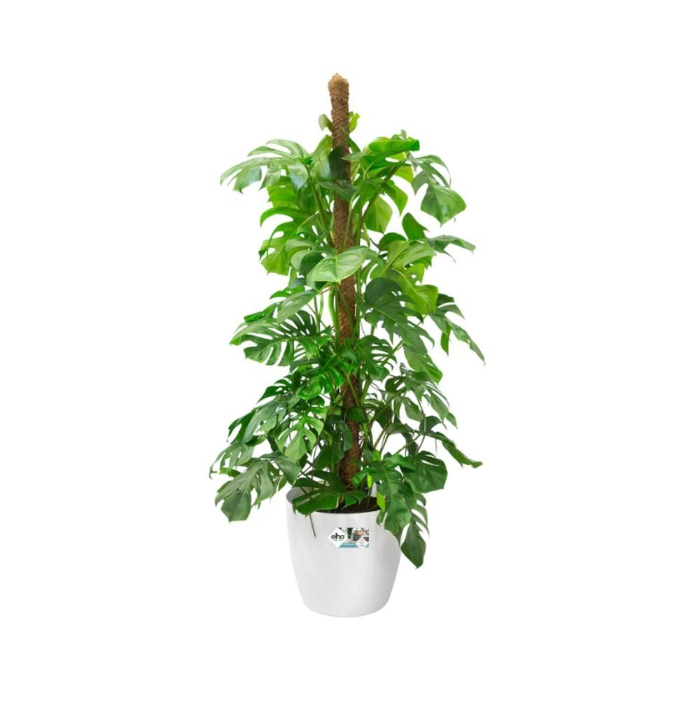 Elho Übertopf Brussels Wheels Blumentopf mit Rollen 35 - 47 cm weiß anthrazit