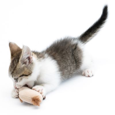TIAKI Katzenspielzeug Faultier mit Katzenminze