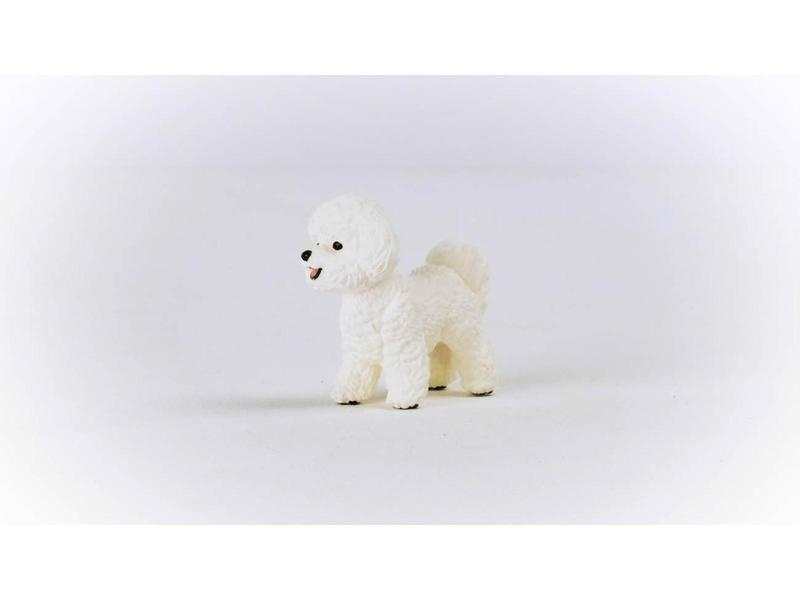 Bichon Frisé