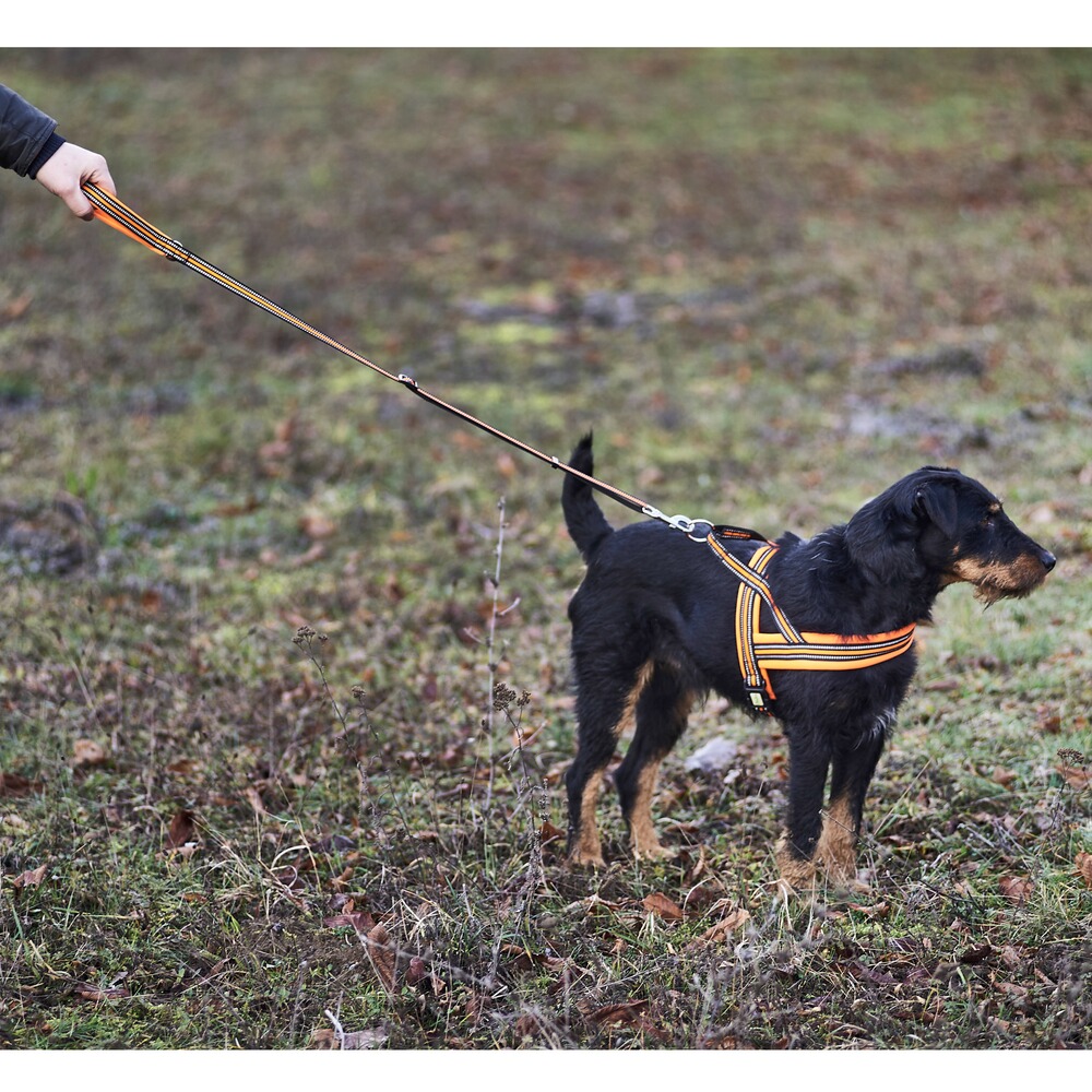 Heim Hundegeschirr Signal