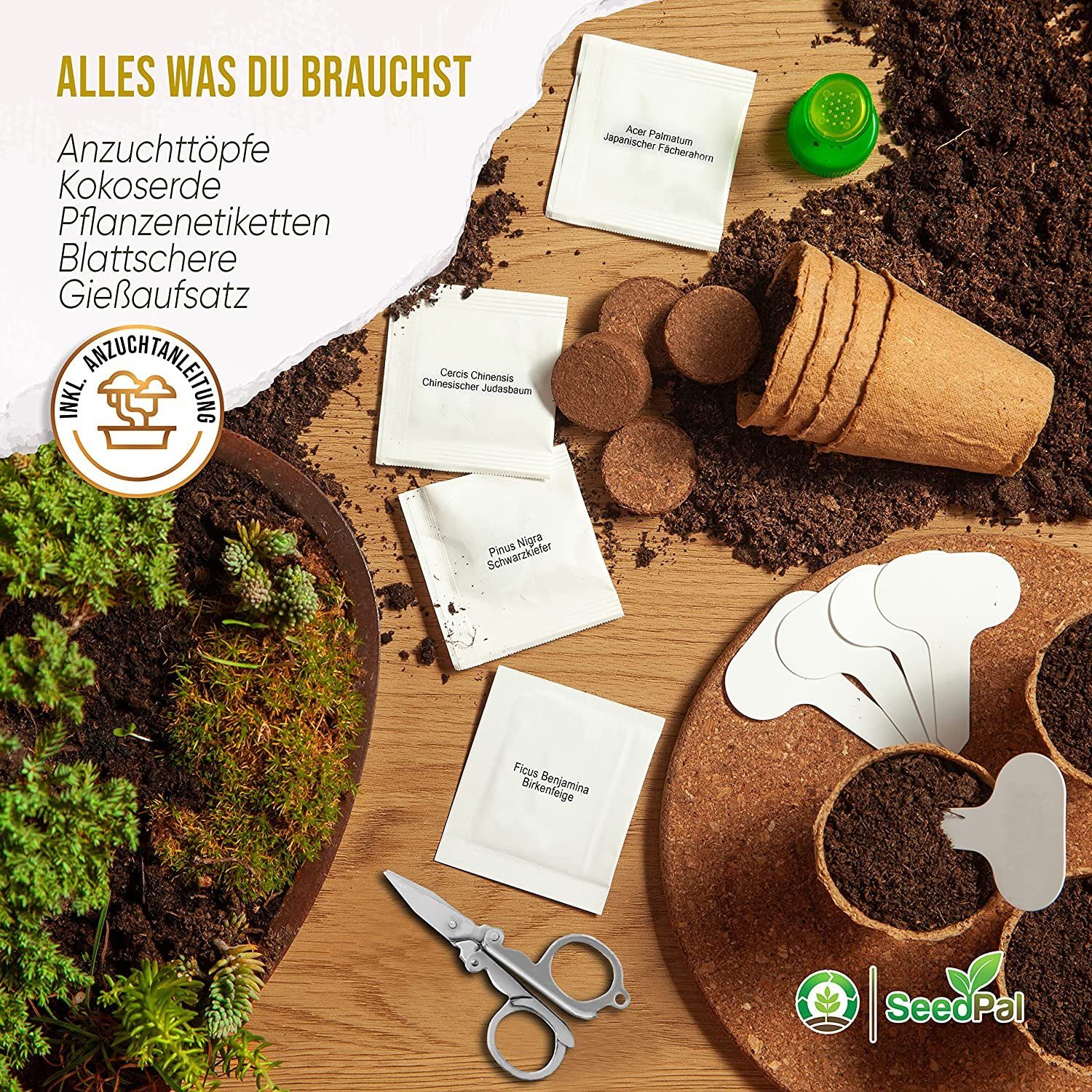 Kunstbonsai Easy Bonsai Starter Kit - Bonsai Anzuchtset 4 versch. Bonsai Samen Bonsaisamen, SeedPal, In Zusammenarbeit mit der niederbayrischen Lebenshilfe