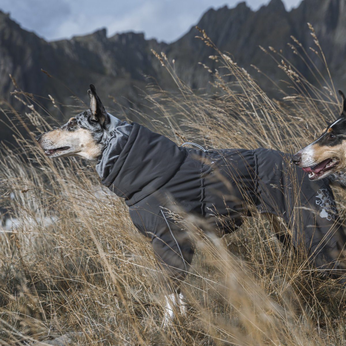 HURTTA Hundemantel Extreme Overall (Wärme-Overall) dunkelgrau
