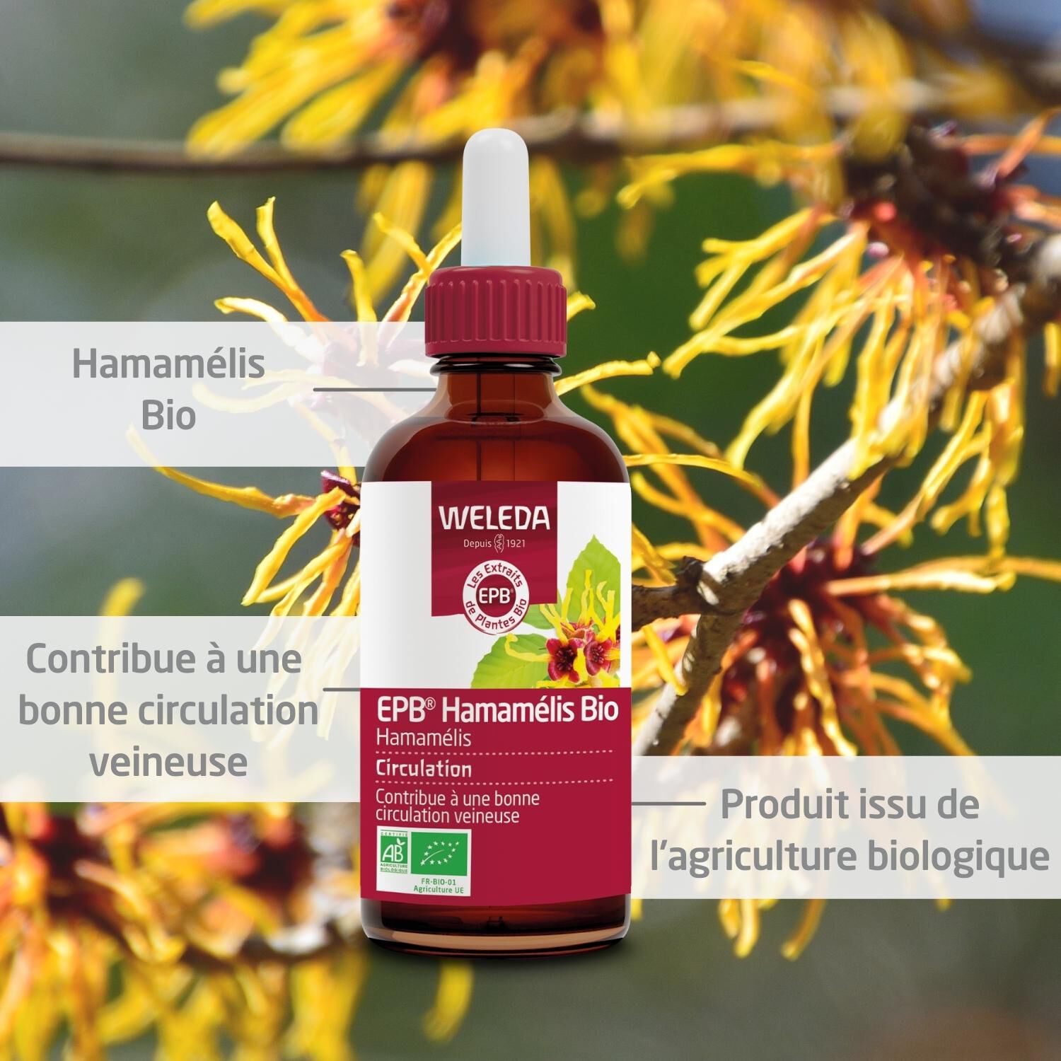 Weleda EPB® Hamamelis Bio Circulation - Complément Alimentaire Naturel - 60 ml