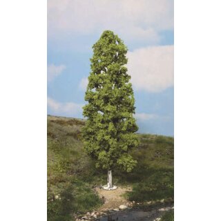 Birke 27 cm (1 Stk.)