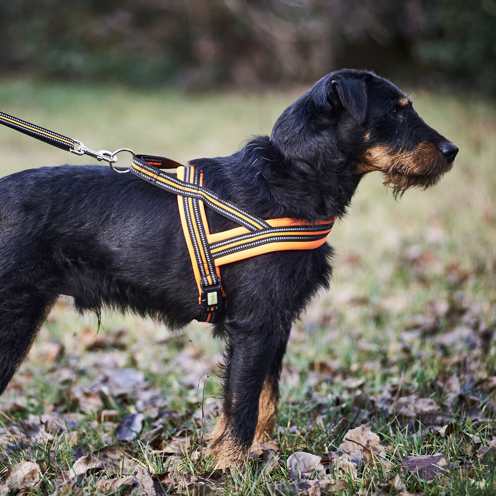 Heim Hundegeschirr Signal