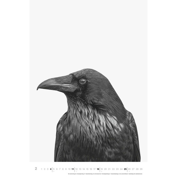 ANIMALS 2024 - FOTO-KALENDER - POSTER-KALENDER - Kalender