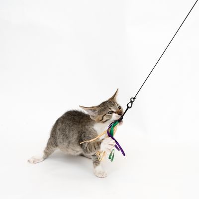 Katzenangel 3 in 1