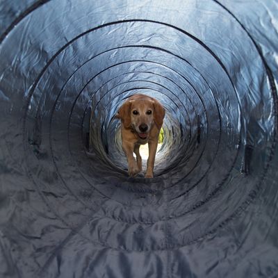 Trixie Agility Tunnel