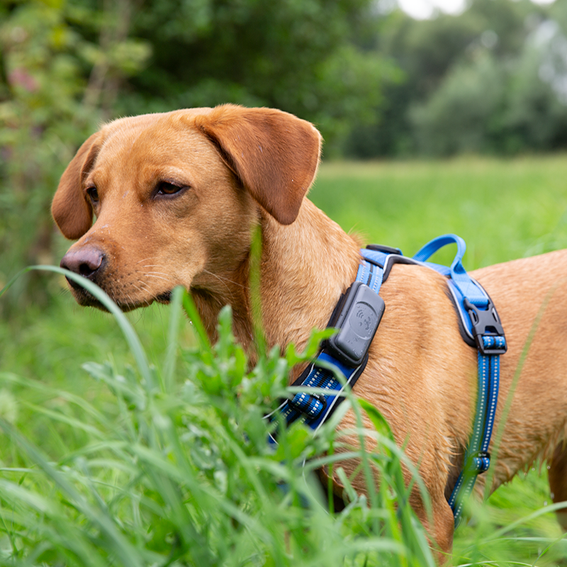 Fressnapf GPS Tracker & Zubehör Fressnapf GPS-Tracker für Hunde orange