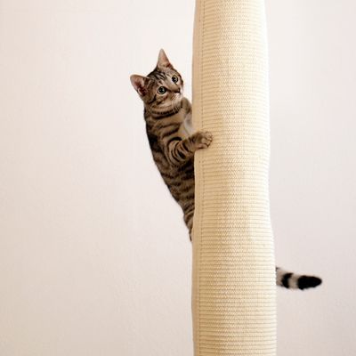 Kerbl Pet Klettersack Climber für Katzen
