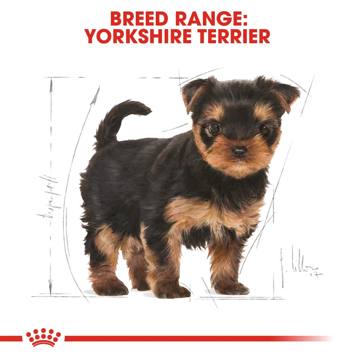 ROYAL CANIN Yorkshire Terrier Welpenfutter trocken bei ZooRoyal