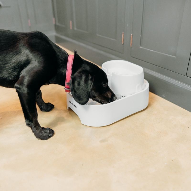 Closer Pets Trinkbrunnen, 6 Liter zu TOP-Preisen
