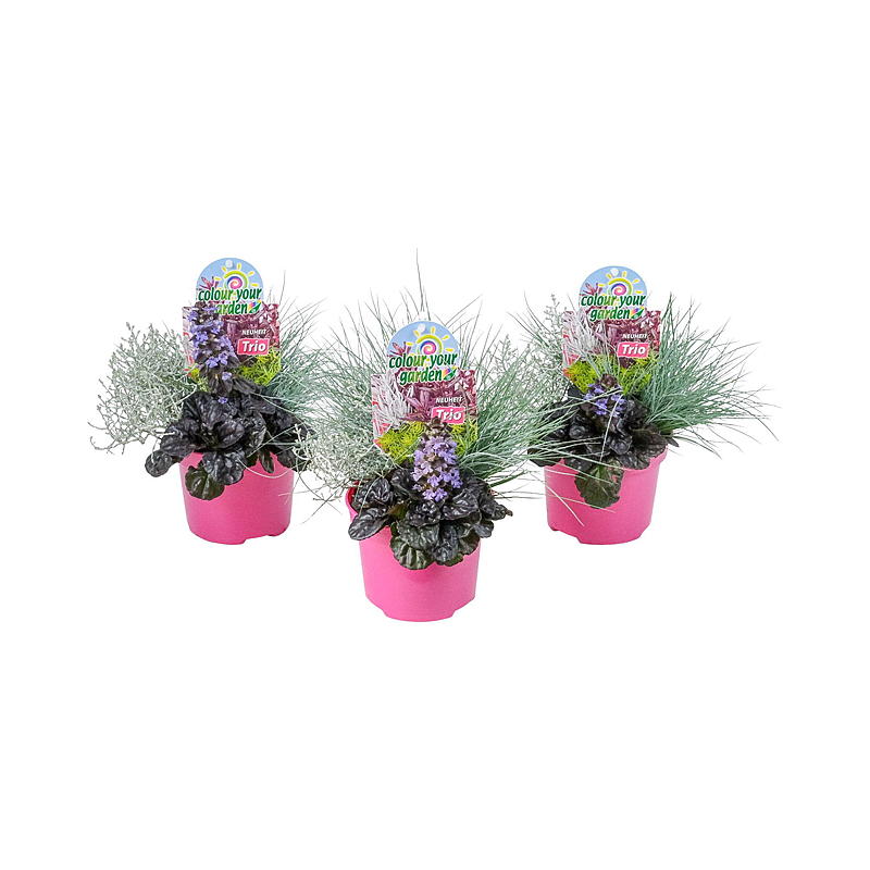 Color your garden P13 Trio