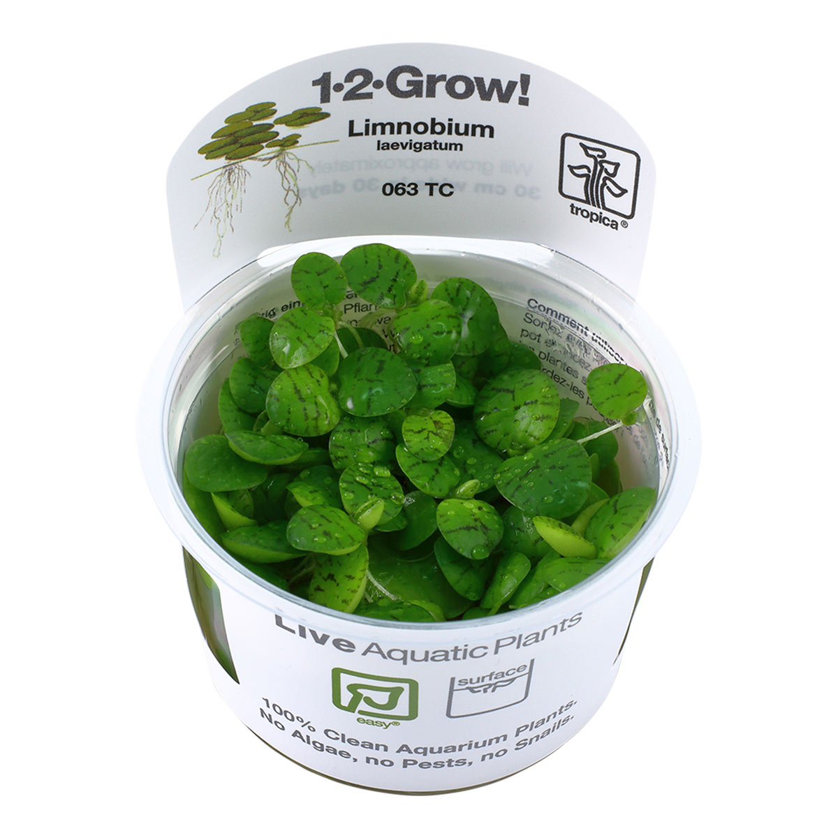 Tropica Aquariumpflanze Limnobium laevigatum kaufen