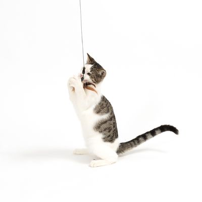 Katzenangel 3 in 1 XXL
