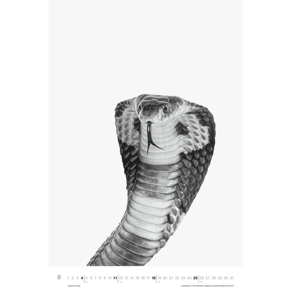 ANIMALS 2024 - FOTO-KALENDER - POSTER-KALENDER - Kalender