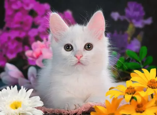 Kinderpuzzle ab 6 Jahren - Glitzerkatze - 100 Teile