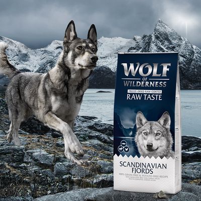 Wolf of Wilderness 