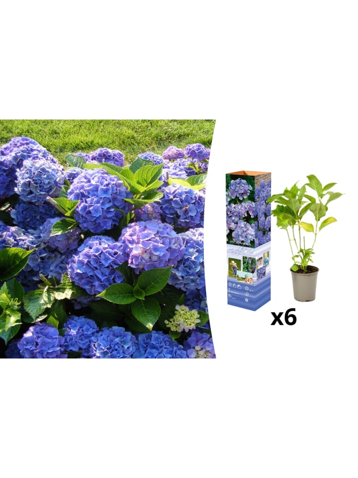 OH2 6er-Set Macrophylla Hortensien in Blau günstig kaufen onesize