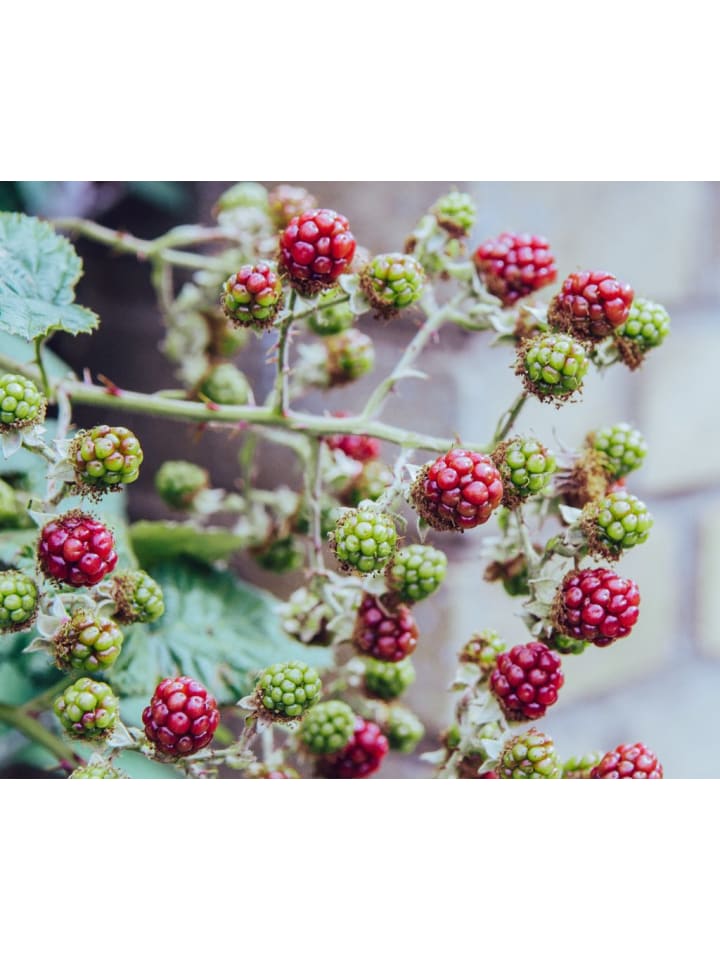 OH2 3er-Set  Himbeeren in Rot günstig kaufen onesize