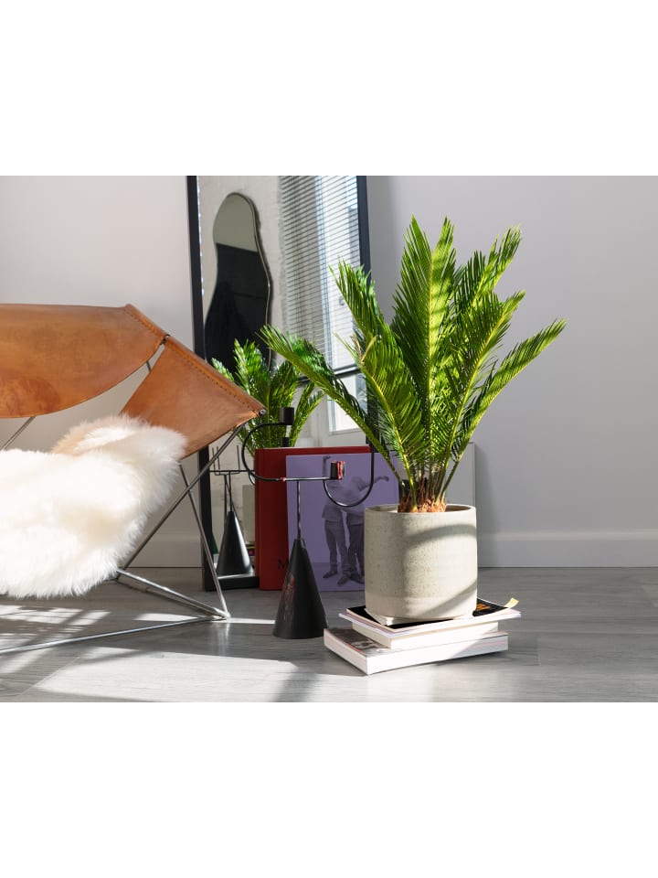 OH2 2er-Set: Japanische Cycas-Palme in Grün günstig kaufen onesize