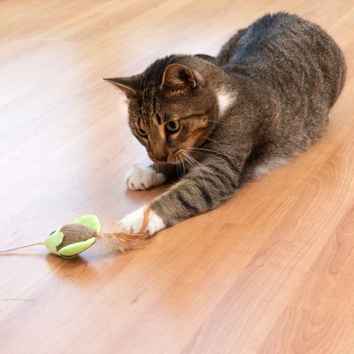 TIAKI Katzenangel Federfisch