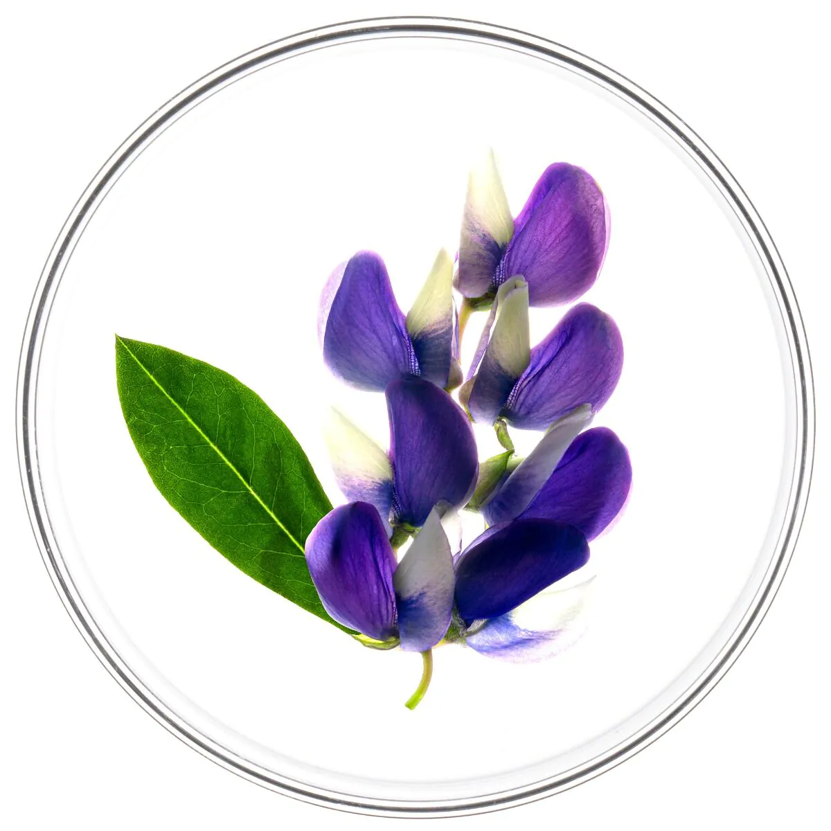 Phyto Phytocyane tretman protiv opadanja kose za žene