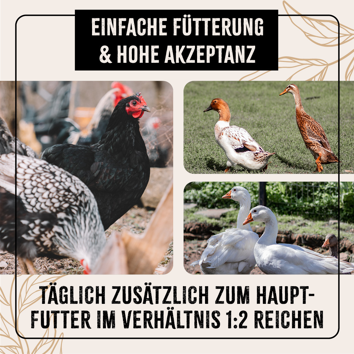 Aniforte Futter & Heu Aniforte Farmlife Geflügel Körner Auslese 10 kg