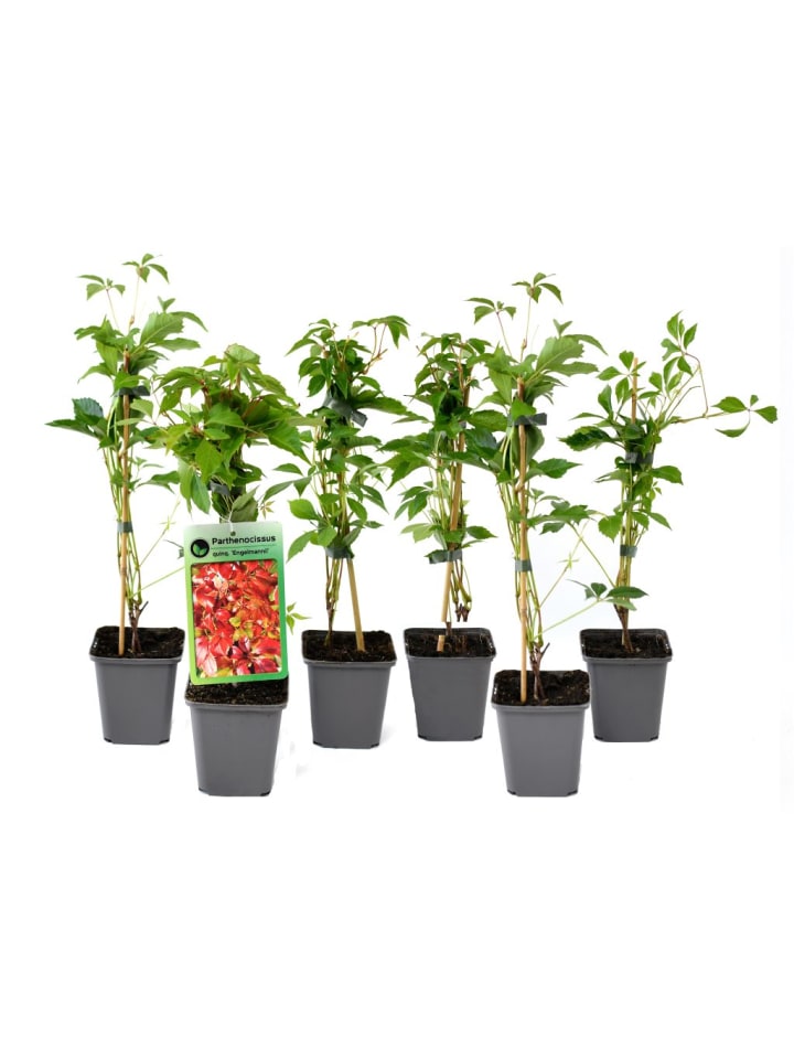 OH2 6er-Set: Parthenocissus quinquefolia in Bunt günstig kaufen onesize