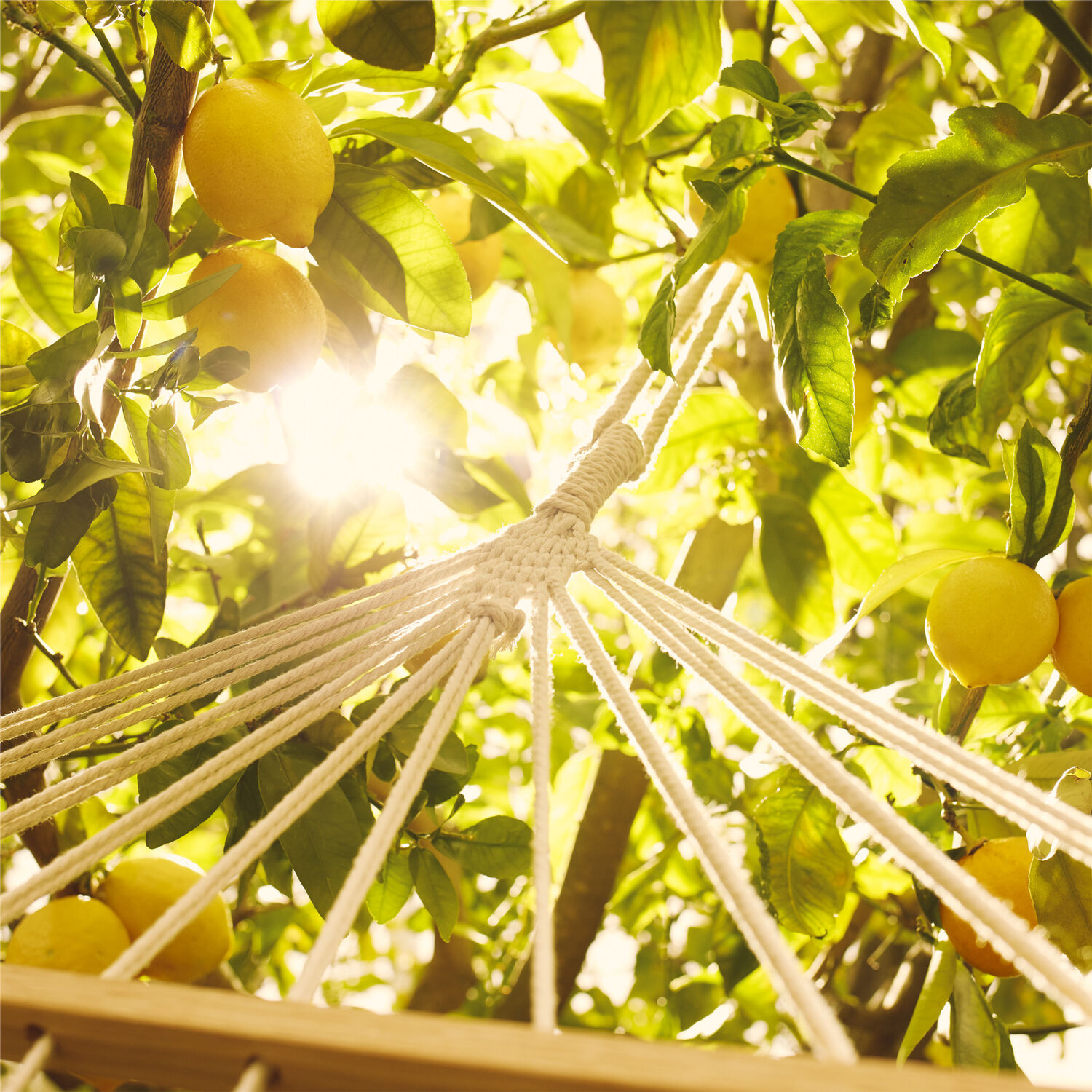 Maison Margiela Under The Lemon Trees Eau de Toilette