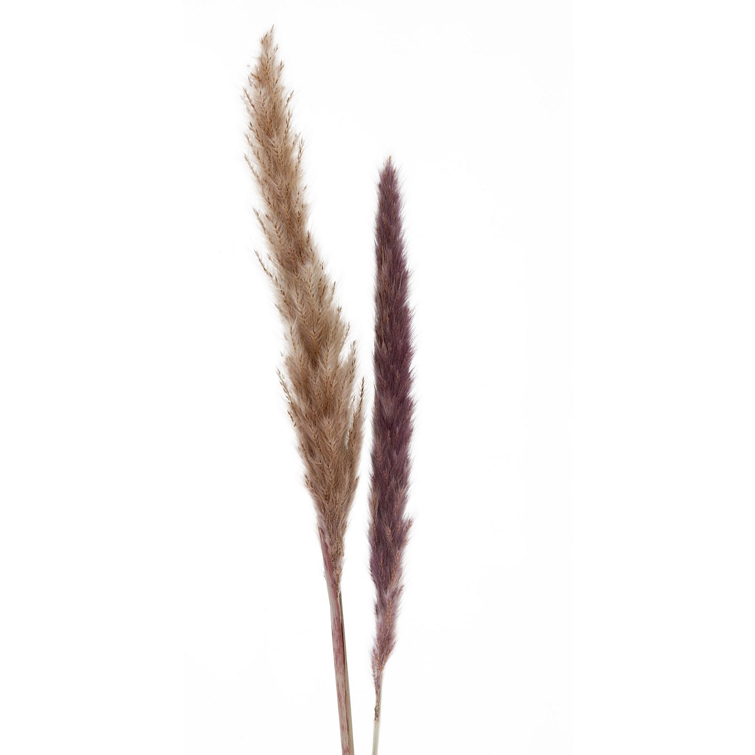 Pampas-Gras, natur, 50–60 cm, 10 Stück