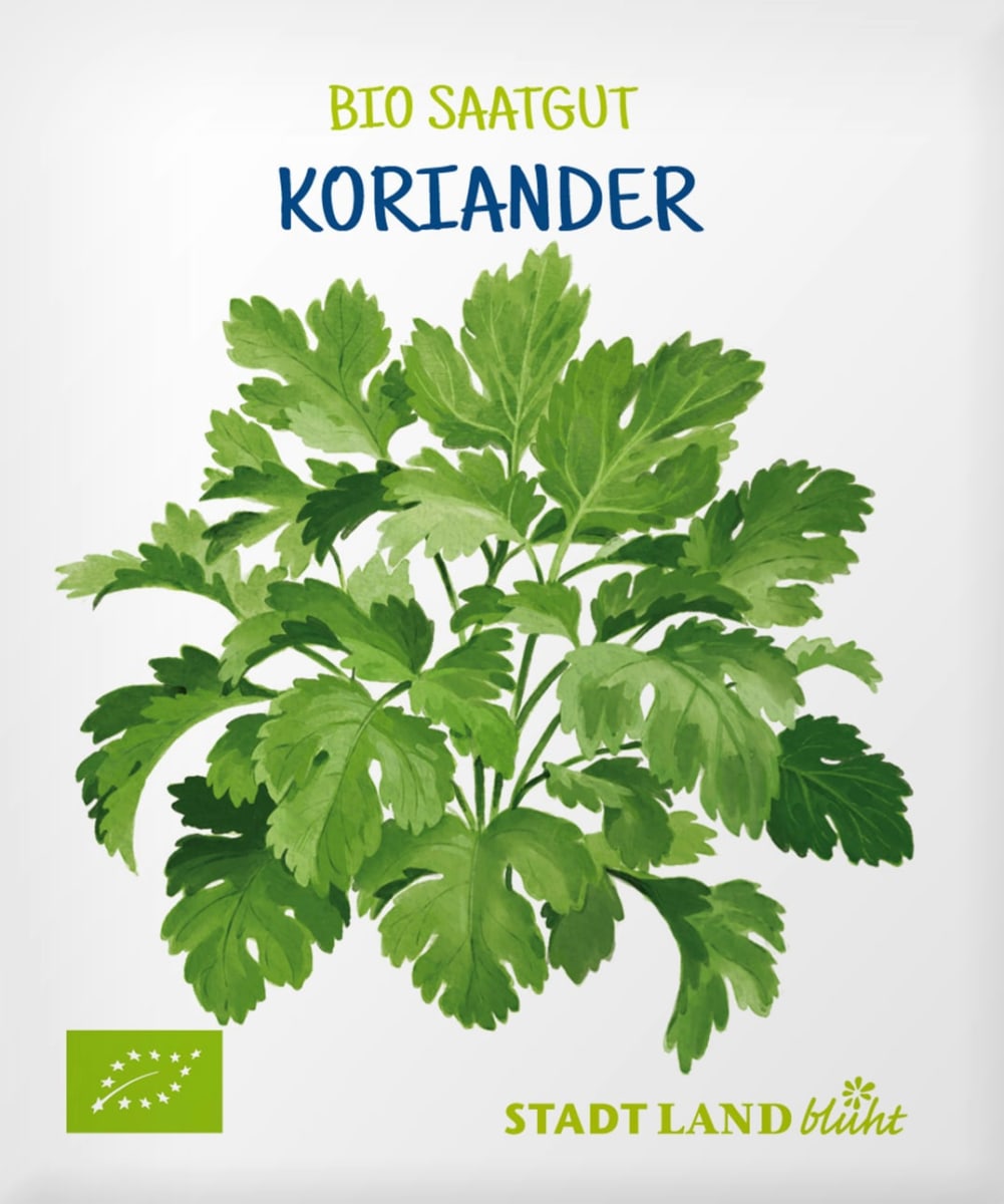 Saaten, Koriander, 1 St