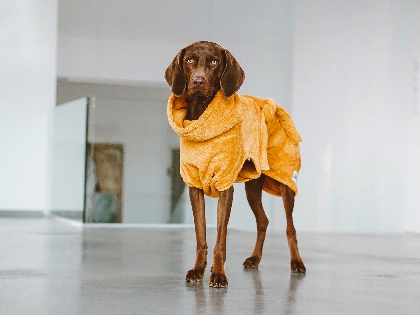 Lills Hundemäntel Lills Hundebademantel 