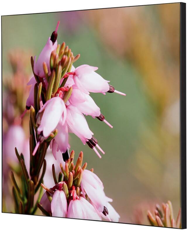SHOWDOWN Textile Wanddekoration Rosa Blume Mehrfarbig Aluminium