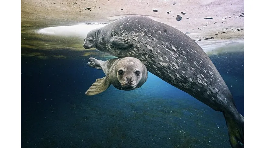 FROZEN PLANET - EISIGE WELTEN II  [2 DVDs]