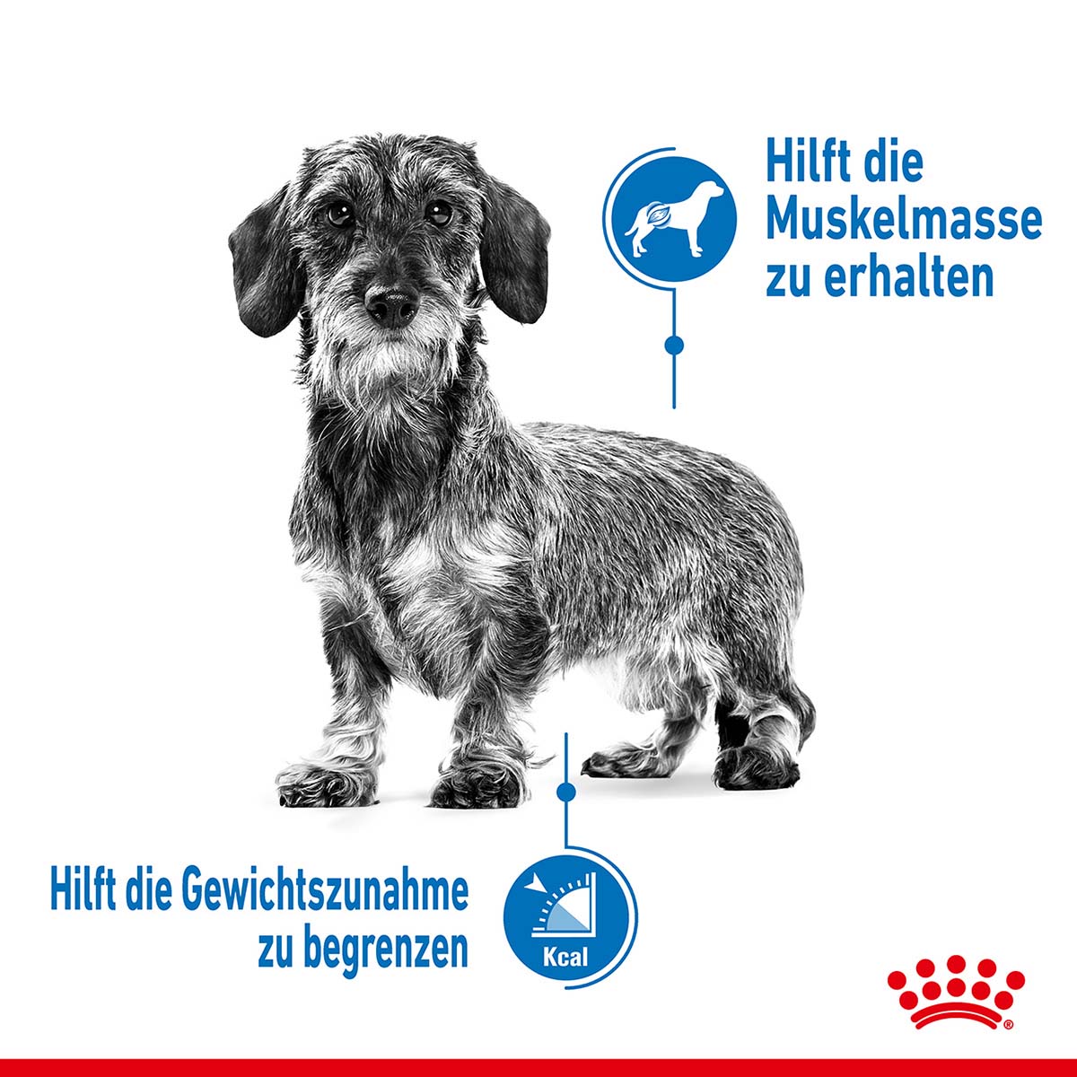 Royal Canin CCN Light Weight Care X-Small 1,5kg bei ZooRoyal
