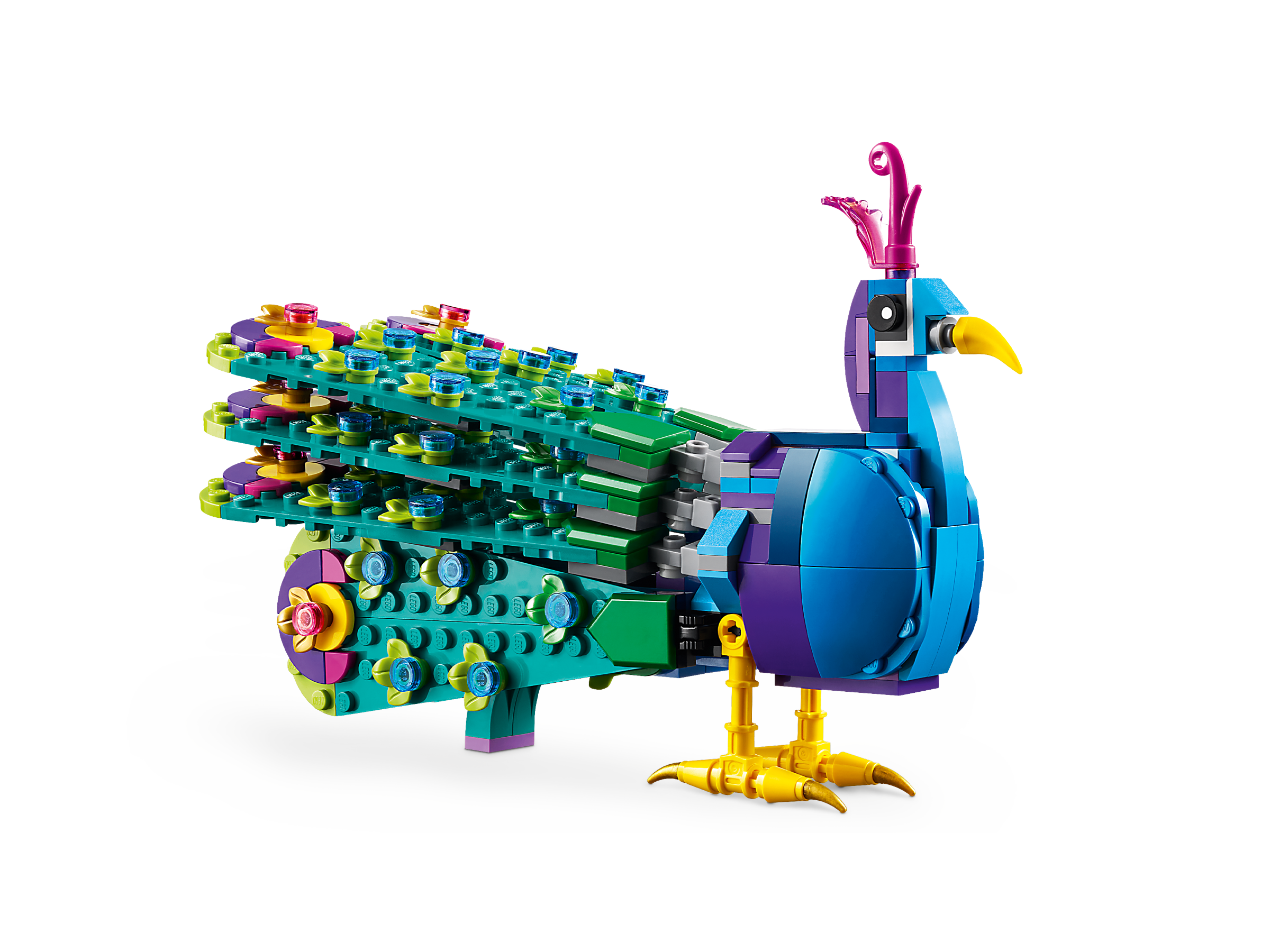 Exotischer Pfau 31157