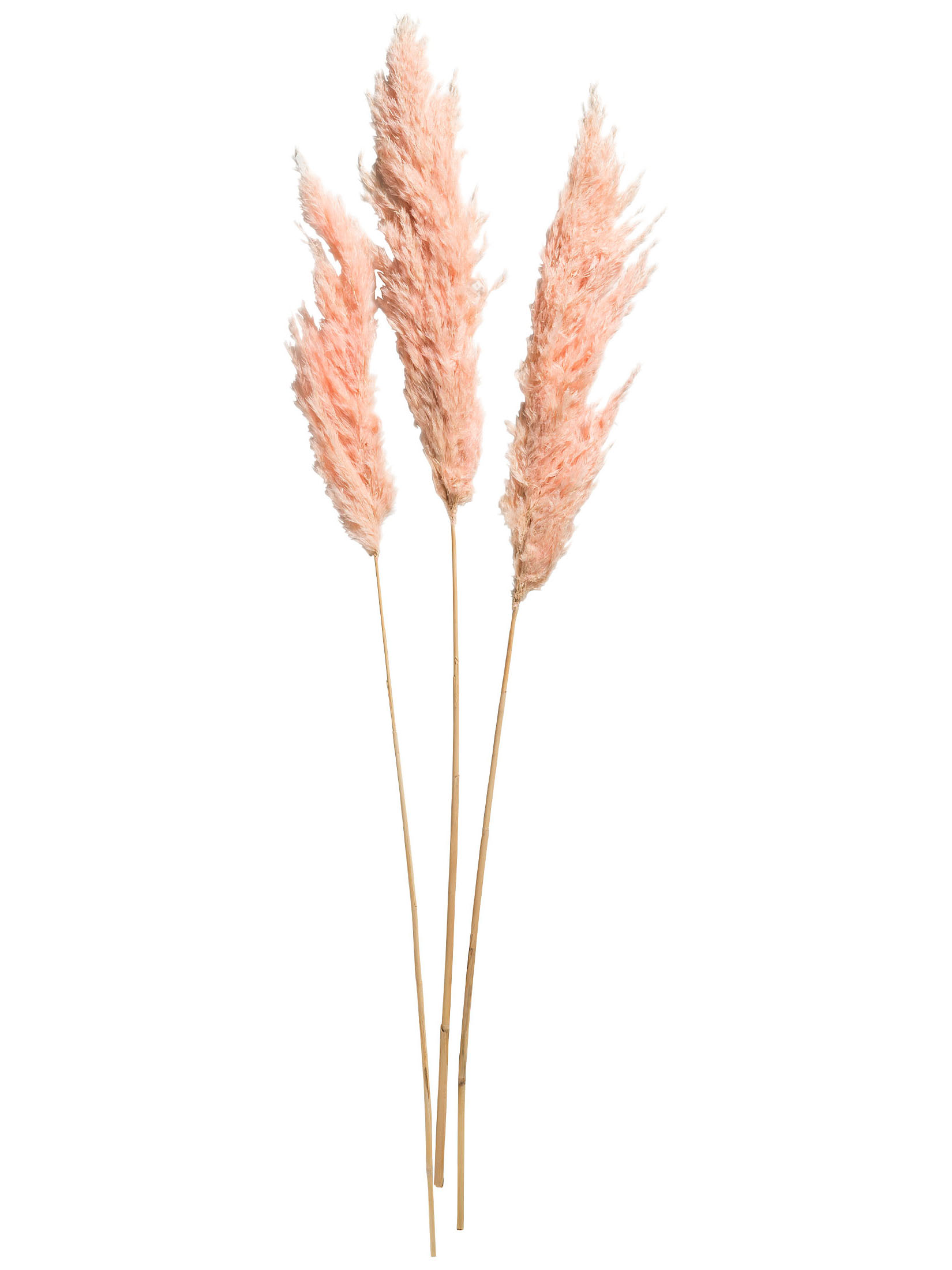 Pampasgrasbündel 3er Trockenblume, Pink