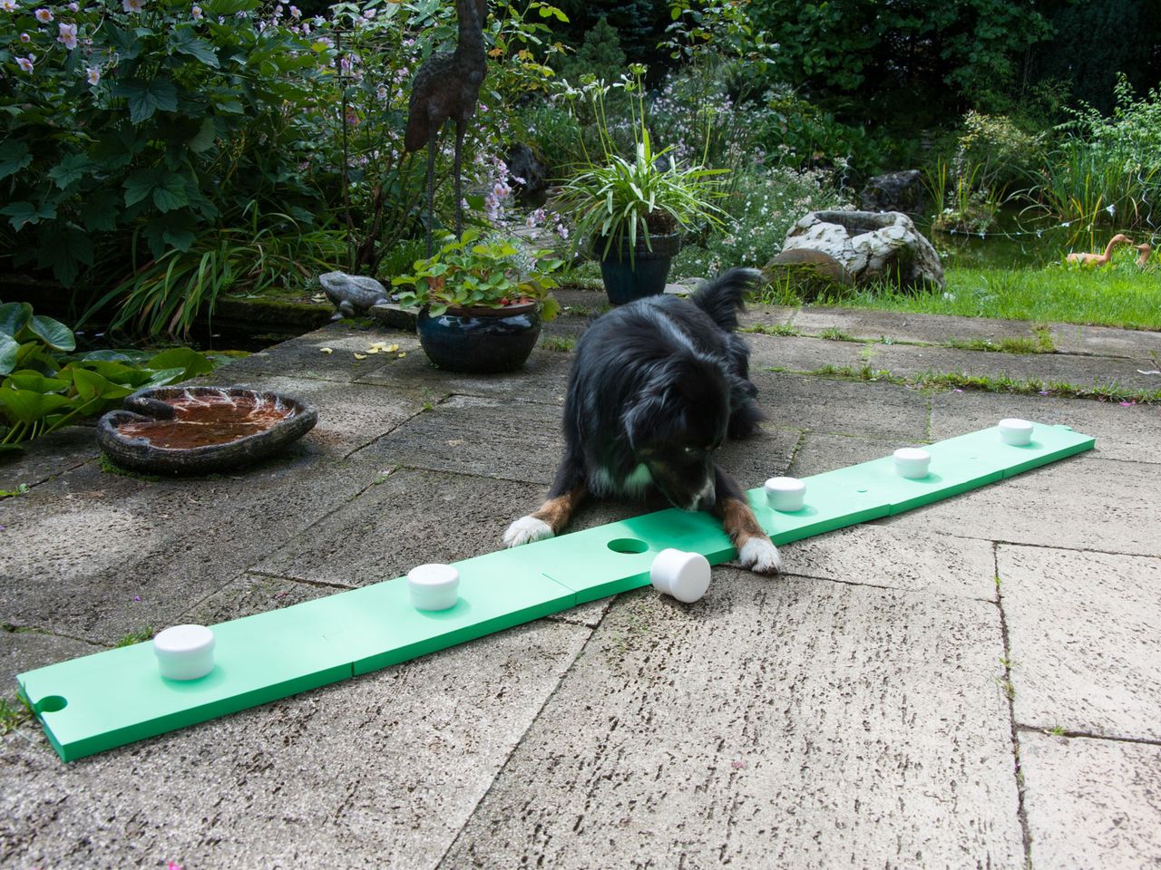 Lemodo Lemodo Schnüffelspaß für Hunde, grün