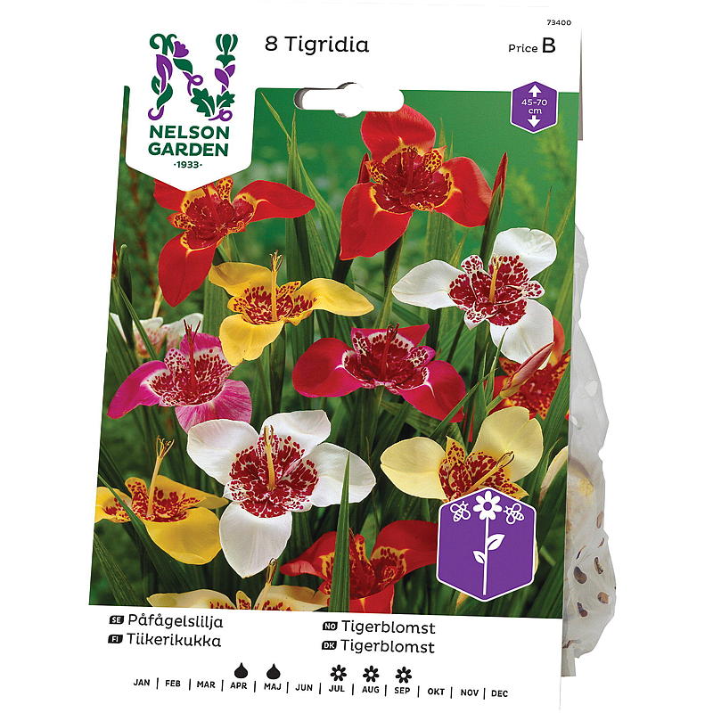 Nelson garden Tigerblomst Tigrida Pavonia, bl. fager