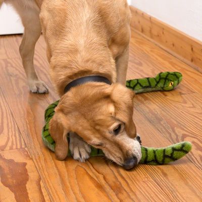 Hundespielzeug Riesenschlange