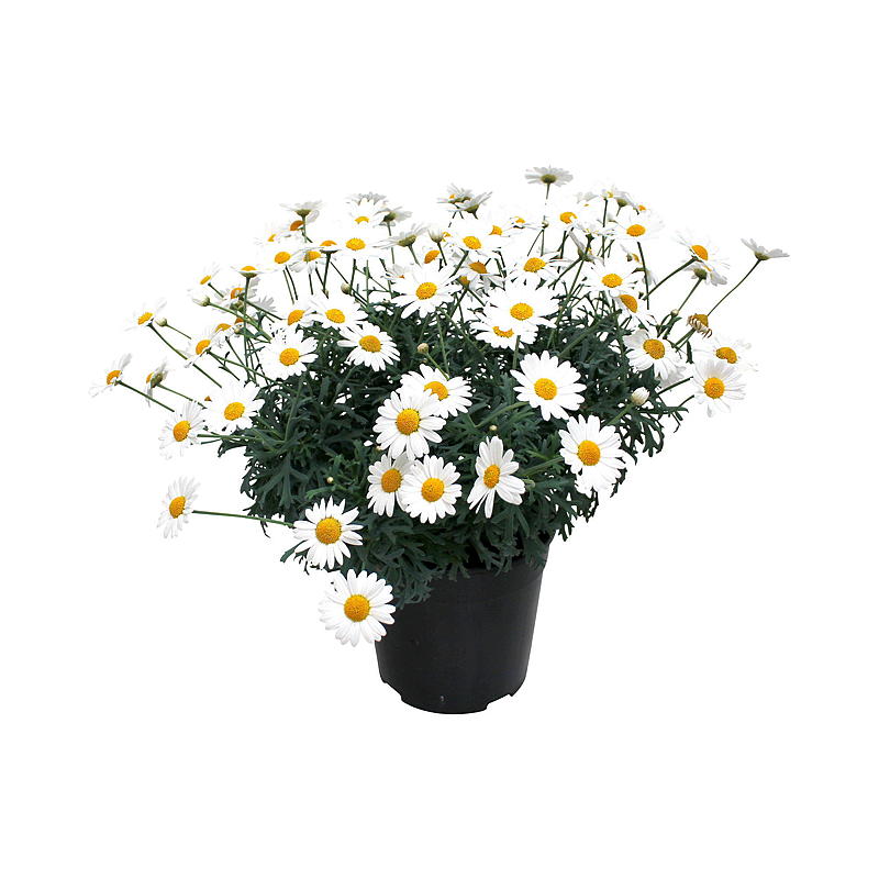 Margeritt hvit P11, argyranthemum
