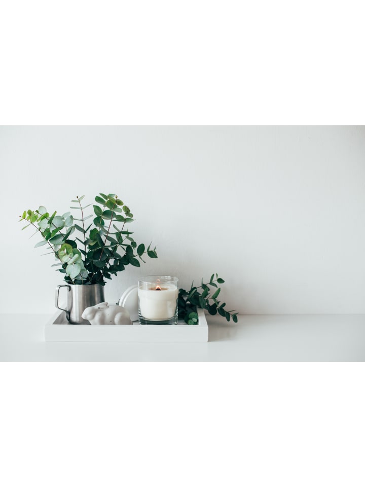 OH2 Eucalyptus gunnii Azura am Stamm günstig kaufen onesize