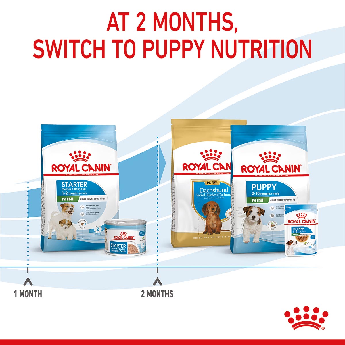 ROYAL CANIN MINI Starter Trockenfutter für tragende Hündinnen und Welpen kleiner Rassen