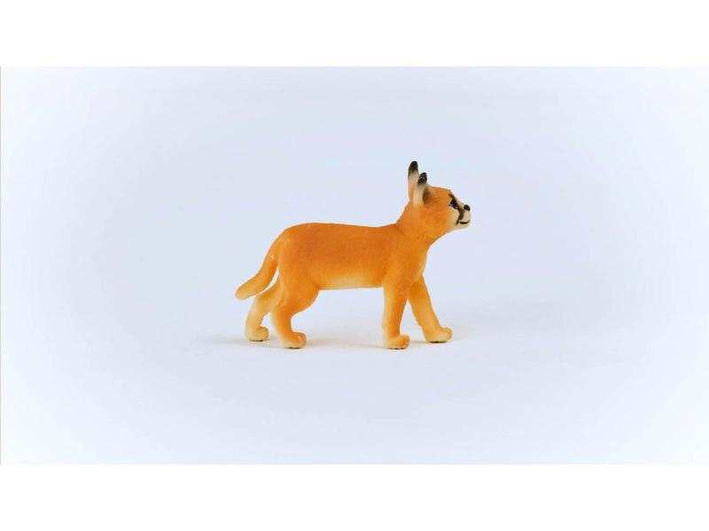 Jeune Caracal