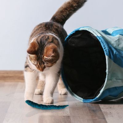 Kater Kasimir Filzwürmchen