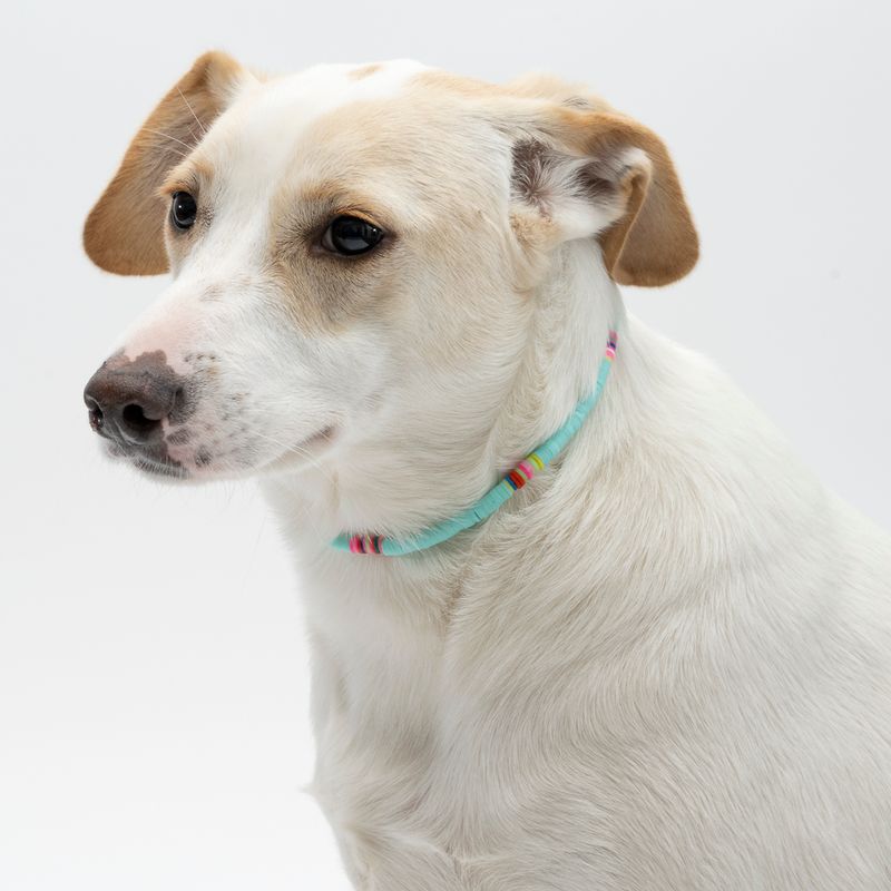 TIAKI Halskette für Hunde zu TOP-Preisen