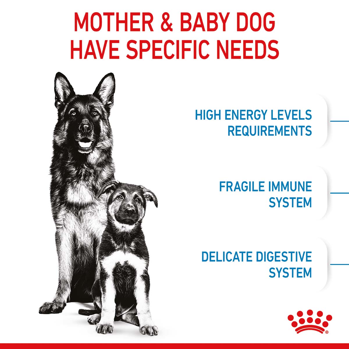 ROYAL CANIN MAXI Starter für tragende Hündin und Welpen großer Rassen